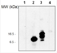 UBQ11 | Ubiquitin (serum) in the group Antibodies for Plant/Algal  / Protein Modifications / Autophagy-related and Ubiquitin-like Proteins at Agrisera AB (Antibodies for research) (AS08 307)